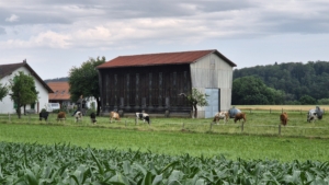 séchoir à tabac dans la Broye