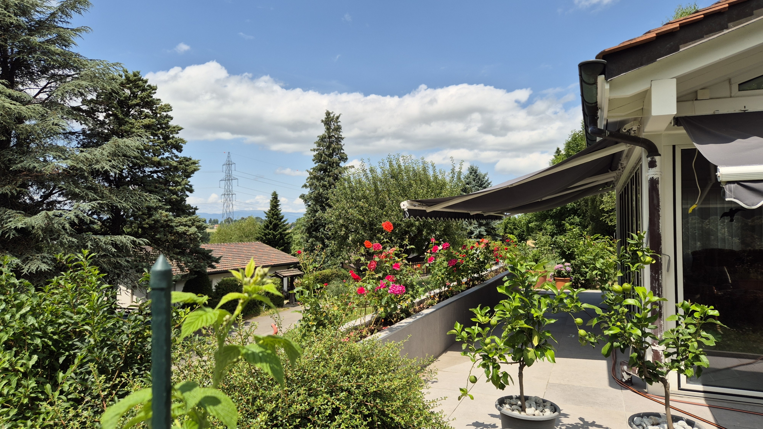jardin fleuri
