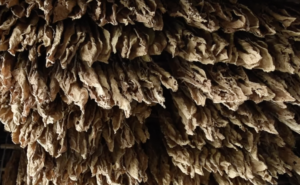 feuilles de tabac en cours de séchage