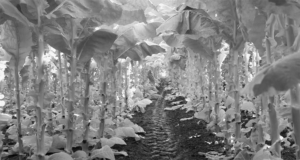 plantation de tabac